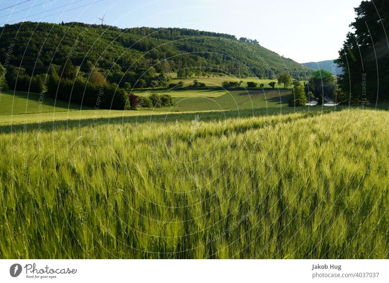 Getreidefeld in der Abendsonne Süddeutschlands Landschaft Feld Ackerbau Landwirtschaft Gerste Weizen Natur Schwäbische Alb Berge Wald Süddeutschalnd