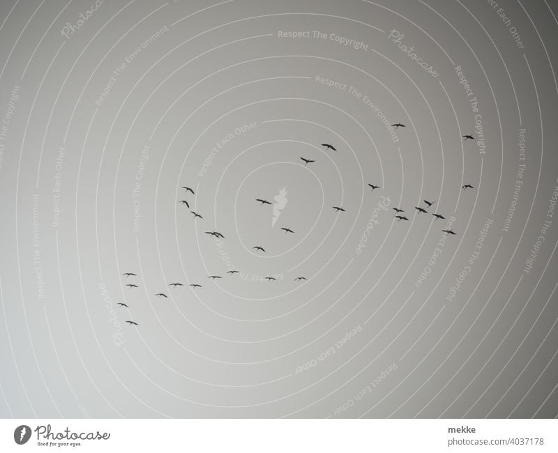 Kraniche fliegen im Saharastaub gen Norden Vögel Vogel Zugvogel Natur Himmel Freiheit Zugvögel Vogelzug Vogelflug Formationsflug Luft Silhouette natürlich