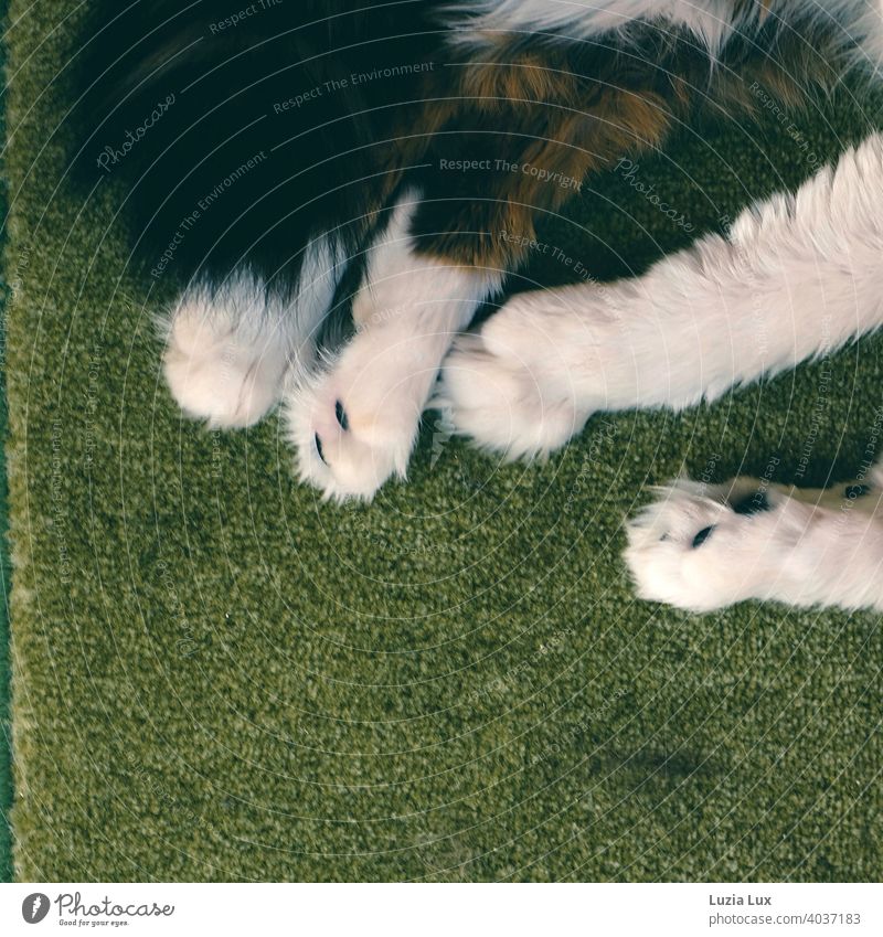 Katzentatzen auf grünem Teppich, Entspannung pur Tatze weiß wuschelig langhaarig getigert zottelig entspannt Hauskatze Fell Haustier hübsch anmutig verträumt