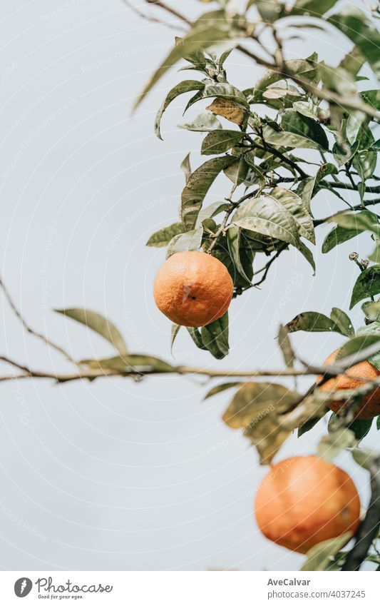 Eine einzelne Orange hängt von einem Baum mit einem klaren Himmel als Hintergrund orange Natur Zitrusfrüchte grün reif Frucht süß organisch Lebensmittel