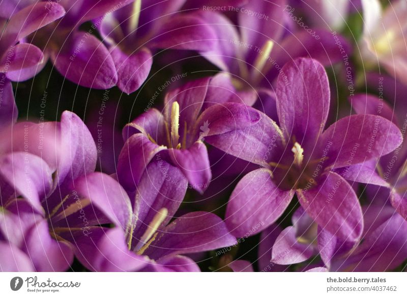 Glockenblumen Blume Blüte Pflanze Farbfoto Blühend violett Nahaufnahme Tag schön Frühling Menschenleer Innenaufnahme