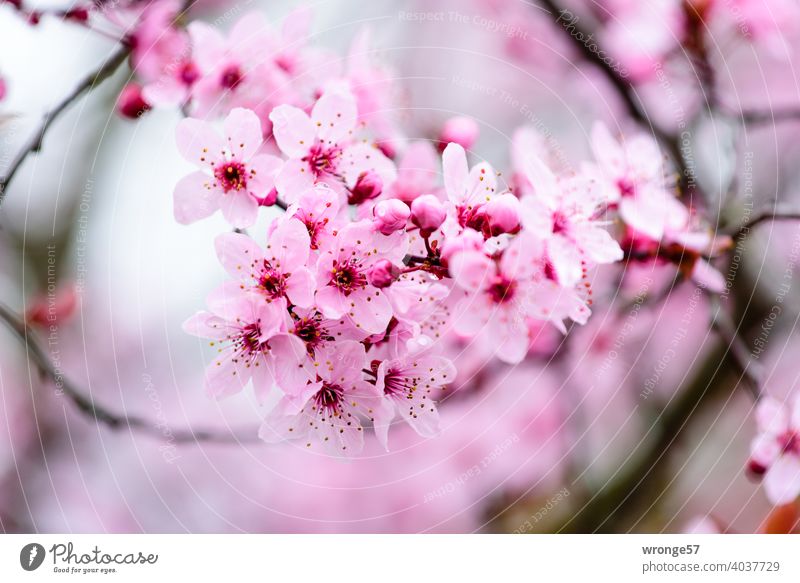 Nahaufnahme eines Zweiges rosa  Blüten der japanischen Zierkirsche künden vom Frühling Japanische Zierkirsche Kirschblüten Farbfoto Außenaufnahme