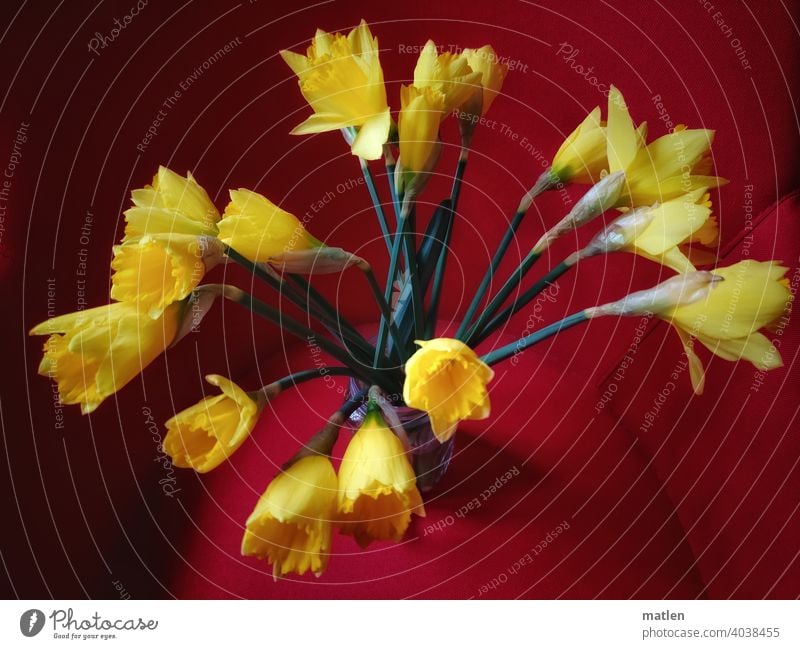 Narzissen Strauss Blume Farbfoto Blüte gelb Blühend Menschenleer Nahaufnahme Schwache Tiefenschärfe rot Blumenstrauß