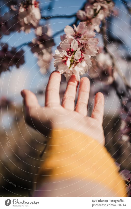unerkennbar Frau Hand berühren Mandelbaum Blumen bei Sonnenuntergang im Park. Frühling und Blüte Frauenhand gelb unkenntlich weich Pflege Blütezeit Kunst Garten
