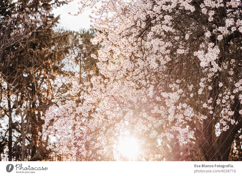 schöne Mandelbaum Blumen bei Sonnenuntergang. Niemand, Natur und Frühling Konzept niemand im Freien Park Bäume Himmel Kunst Wachstum Schönheit