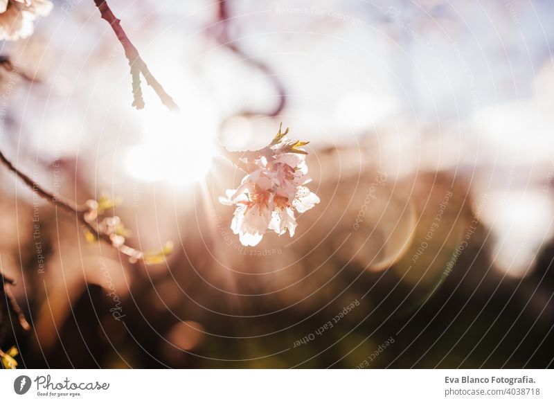 schöne Nahaufnahme von Mandelbaum Blumen bei Sonnenuntergang in der Natur. Blüte und Frühling Blütezeit Kirschblüten Überstrahlung Rücklicht Obstzucht