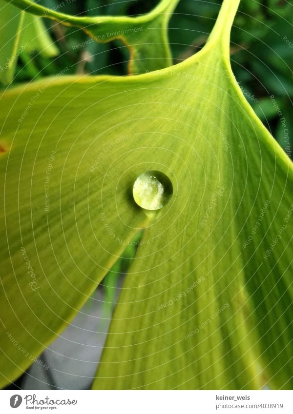Hydrophobes grünes Ginkgo-Blatt mit einzelnem Wassertropfen ginkgo Ginko Perle Nahaufnahme Sonnenlicht Natur Oberfläche Oberflächenspannung Oberflächenstruktur