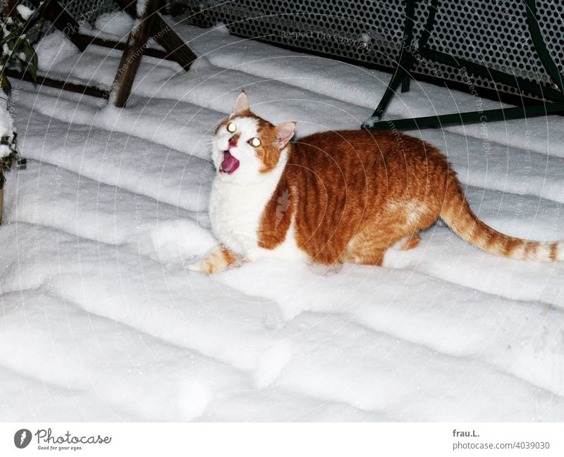 Juhu Schnee! Katze Tier Haustier Tierporträt Fell getigert Haustiere Kater Winter Dachterrasse Balkon Blitzlichtaufnahme Abend Nacht