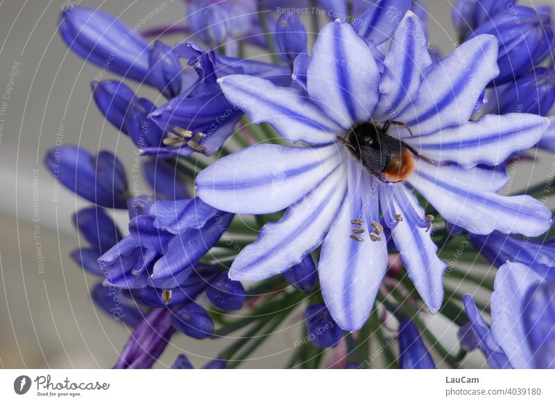 Hummel in einer blauweißen Blüte Insekt Blume Sommer Natur Tier Pflanze Farbfoto Außenaufnahme Nahaufnahme Schwache Tiefenschärfe Garten Blühend Makroaufnahme
