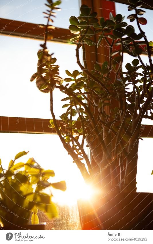 Geldbaum vor einem Fenster im Sonnenschein Sonnenlicht Sonnenuntergang Pfennigbaum Crassula ovata Dickblattgewächse Sukkulenten Pflanze Licht Lichtspiel
