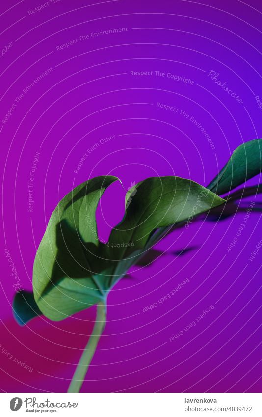 Abstraktes Bild von monstera deliciosa Blatt in Neon-Blitz neonfarbig Fensterblätter Spaltblättriger Philodendron Pflanze im Innenbereich frisch Dschungel