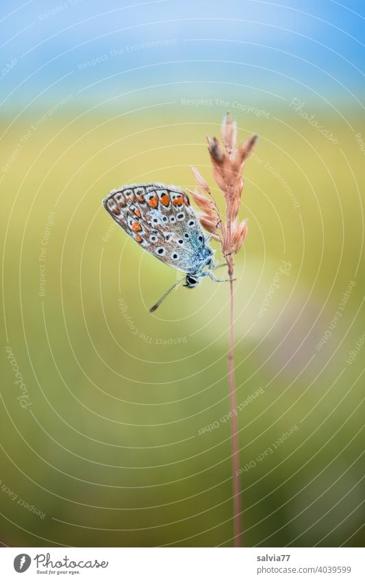 kleiner Bläuling in Ruheposition Schmetterling Bläulinge Natur Farbfoto Tier Insekt Flügel Tierporträt Textfreiraum oben Makroaufnahme Pflanze Grashalm