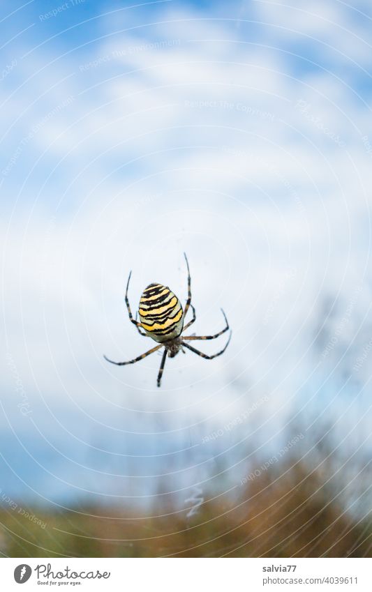 Wespenspinne lauert in ihrem Radnetz, im Hintergrund Wolken mit Himmelblau Natur Spinne Netz Spinnennetz Makroaufnahme Tier 1 Nahaufnahme Tierporträt Farbfoto