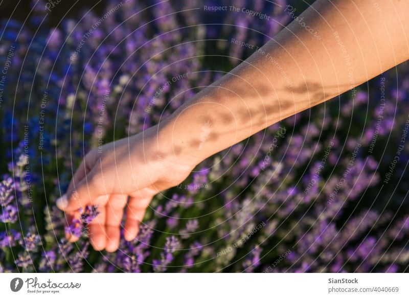 Junge Frau Ernte Lavendel Blumen im Feld Schatten Sonne natürlich Mädchen purpur im Freien Blumenstrauß Natur Kräuterbuch geblümt Wiese Tag Provence Blütezeit
