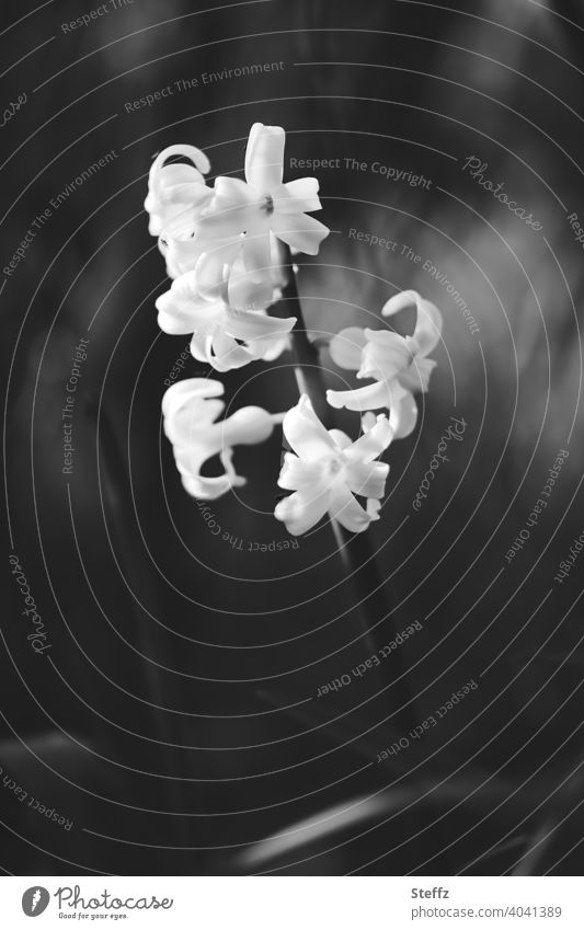 weiße Hyazinthe Hyacinthus stilvoll elegant Eleganz schwarzweiß blühen geheimnisvoll magisch mysteriös rätselhaft mystisch ungewöhnlich betörender Duft duften