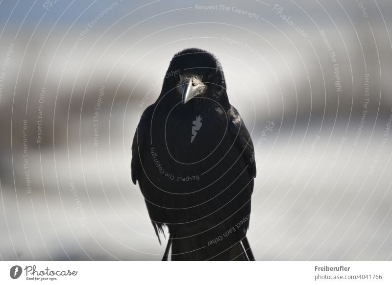 Raven posiert absichtlich für den Fotografen Tier Tiere Vogel Schnabel schön Vogelbeobachtung schwarz Amsel Krallen schließen abschließen Nahaufnahme farbenfroh