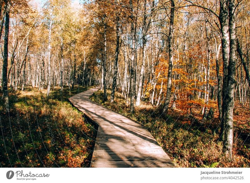 Rotes Moor im Herbst, Rhön, Deutschland Hochmoor Herbstfarben Holzsteg Bohlenpfad UNESCO-Biosphärenreservat Naturschutzgebiet Karpatenbirken Birke Birkenwald