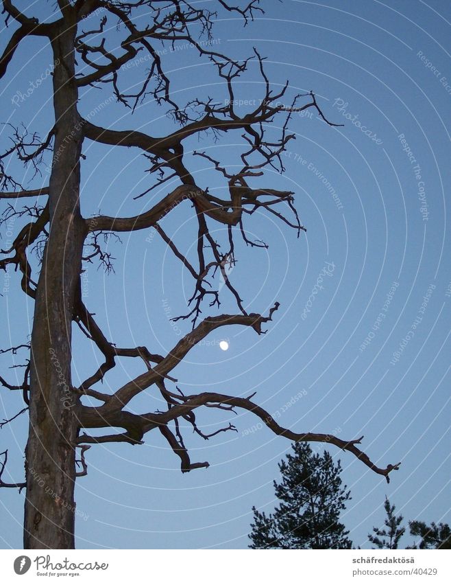 Mystik mystisch Baum Vollmond Dämmerung Ast Mond