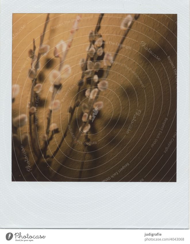 Weidenkätzchen vor Rauhfasertapete auf Polaroid Zweige u. Äste Blüte Frühling rauhfasertapete Licht Schatten weich