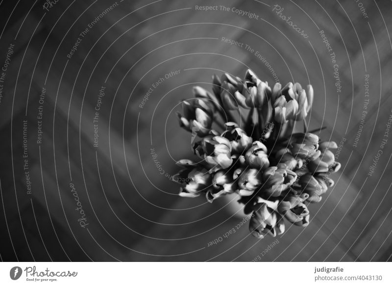 2222 | Tulpenstrauß von oben in schwarzweiß Blüte Blume Blumenstrauß Vase Parkett Parkettboden Frühling Blühend Innenaufnahme Floristik flora