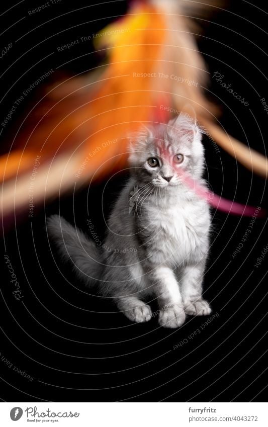 verspieltes silbergraues Maine Coon Kätzchen schaut auf Federspielzeug auf schwarzem Hintergrund Katze Katzenbaby schwarzer Hintergrund Textfreiraum