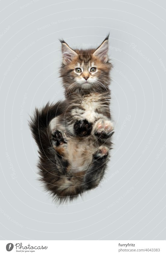 niedlich calico maine coon Kätzchen sitzt auf Glastisch Katze Katzenbaby Unteransicht direkt darunter ausschneiden Textfreiraum vereinzelt Studioaufnahme lustig