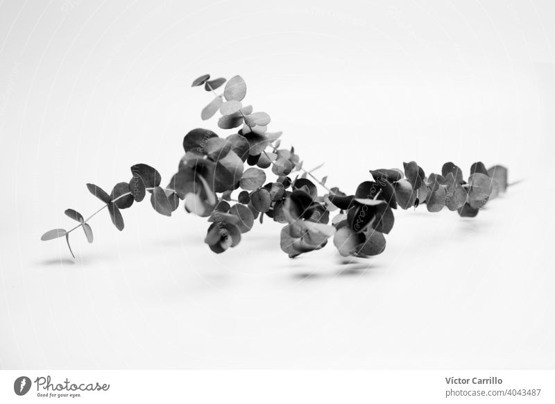 Isolierte schwarz und weiß Eukalyptus vereinzelt schwarz auf weiß pflanzlich Atelier