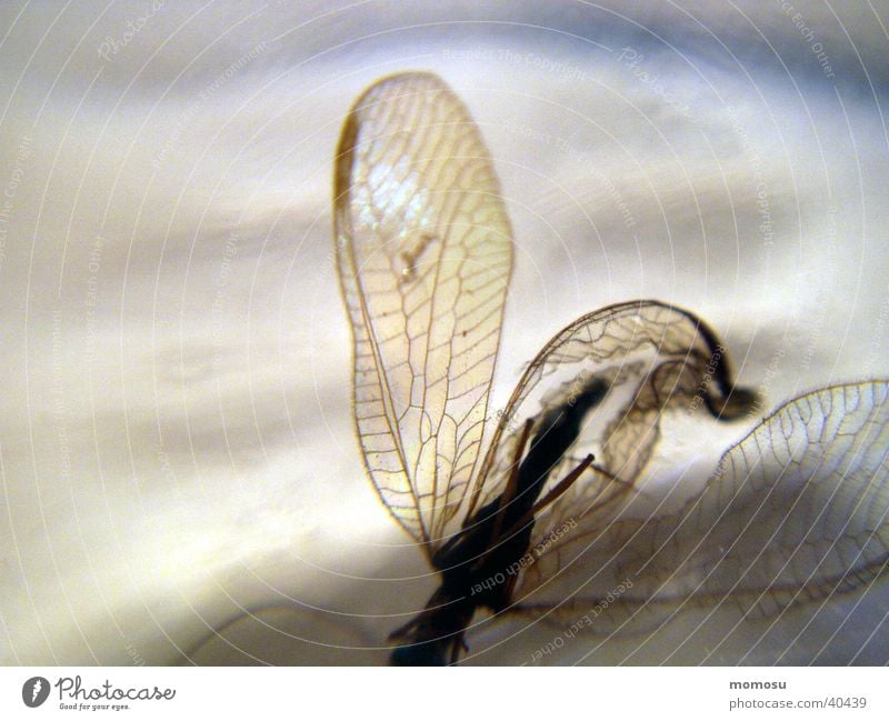 mücke gegrillt Stechmücke Insekt durchscheinend Gelse Flügel Makroaufnahme Tod