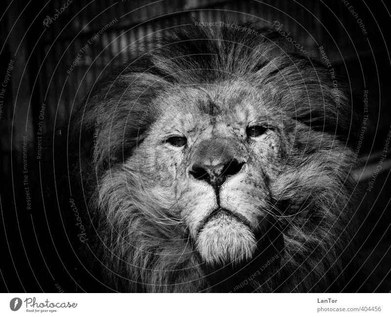 Der König Tier Wildtier Tiergesicht Zoo Löwe 1 beobachten Blick ästhetisch groß Kraft Mut ruhig majestätisch Macht Schwarzweißfoto Außenaufnahme Detailaufnahme