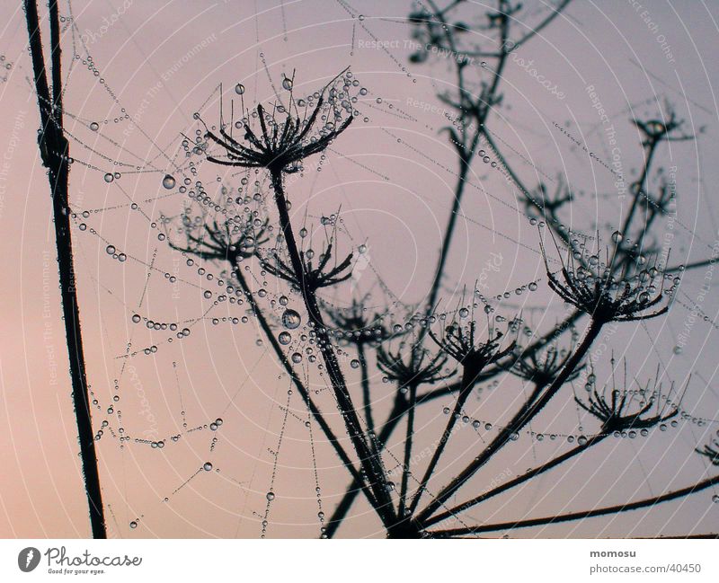 tautropfen im netz Spinnennetz Stimmung Seil Wassertropfen Netz Morgen