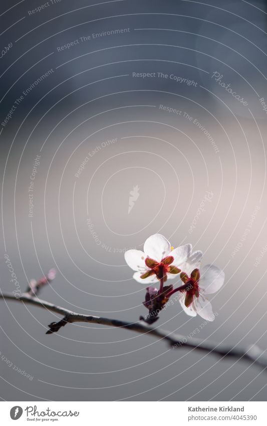 Weiße Pflaumenblüten Blumen geblümt Kirsche rosa weiß Ast Frühling Baum Saison saisonbedingt blau Blütezeit Überstrahlung Textfreiraum natürlich Natur Wälder