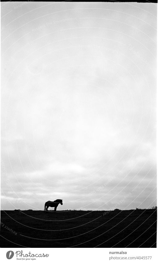 Pferd ganz allein schatten alleine traum alptraum einsamkeit koppel wiese kontrast reitsport