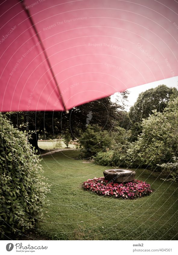 Bildschirm Garten Umwelt Natur Landschaft Pflanze Himmel Klima Wetter schlechtes Wetter Regen Blick schön grün rot Blume gestalten Rosengarten magenta