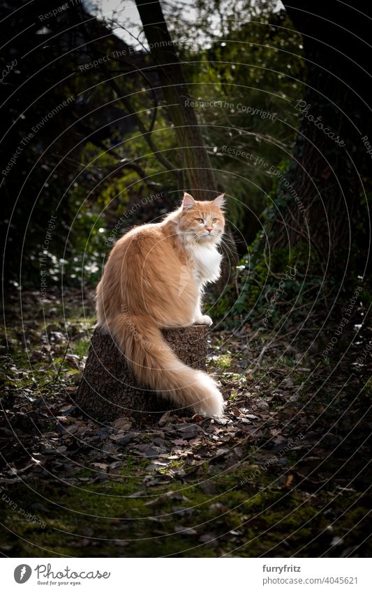 schöne Katze sitzt auf Baumstumpf im Freien im Wald Haustiere katzenhaft Fell fluffig Ein Tier Garten Vorder- oder Hinterhof Natur grün maine coon katze