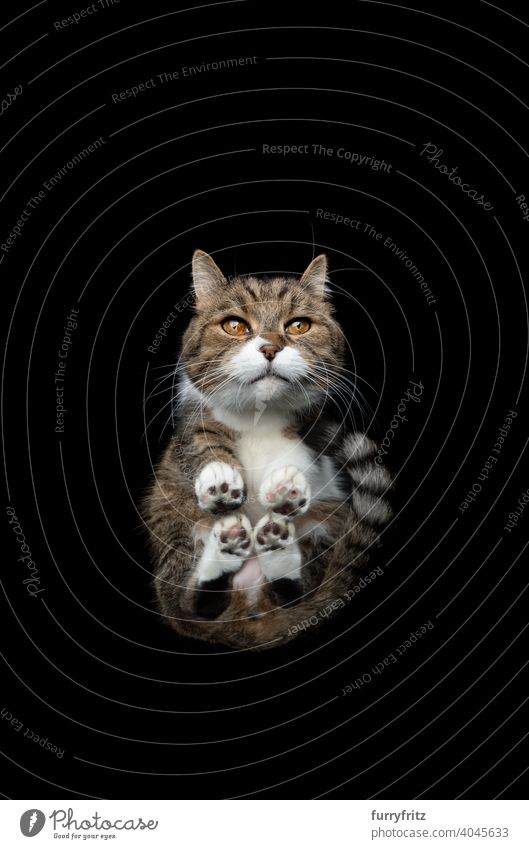 Unteransicht einer niedlichen Katze auf schwarzem Hintergrund Haustiere katzenhaft Fell Ein Tier britische Kurzhaarkatze Tabby weiß Textfreiraum unten Tiefblick