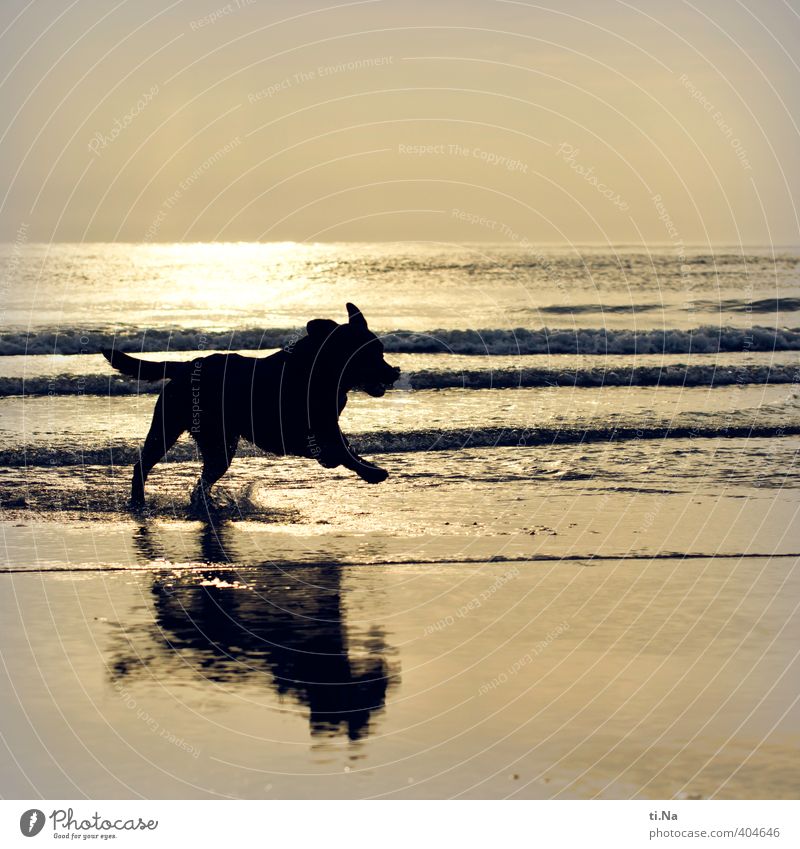 SPO | Wasserratte Sommerurlaub Strand Meer Wellen Küste Nordsee St. Peter-Ording Eiderstedt Schleswig-Holstein Haustier Hund Labrador Tierjunges