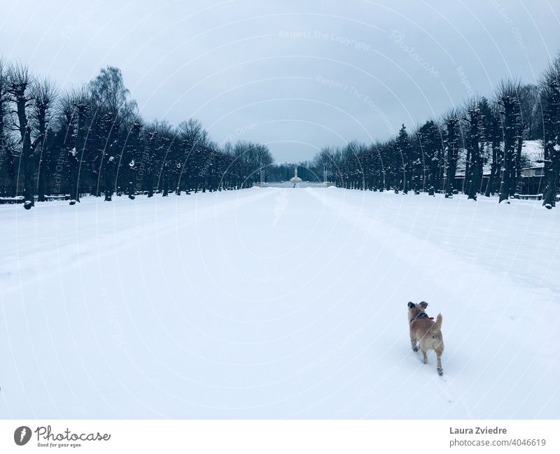 Winterspaziergang mit dem Hund Hunderasse Winterstimmung Winterlicht Winterwandern Schnee kalt Frost Klima frieren Denkmal Wintertag Winterurlaub weiß Natur