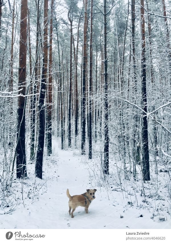 Hund im Winter Hundeauslauf Winterstimmung Schnee Außenaufnahme Gassi gehen Spaziergang Farbfoto kalt Haustier Tier Natur weiß verschneite verschneite Wälder