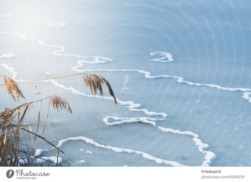 Eisfläche mit Schneeverzierung und Gräsern am Rand Natur Naturliebe Winter Weiher kalt Frost gefroren Außenaufnahme Menschenleer blau Strukturen & Formen