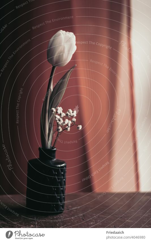 Weiße Tulpe in schwarzer Vase Stillleben Innenaufnahme Gedeckte Farben ästhetisch Dekoration zuhause creativ Blume weiß Frühling charming