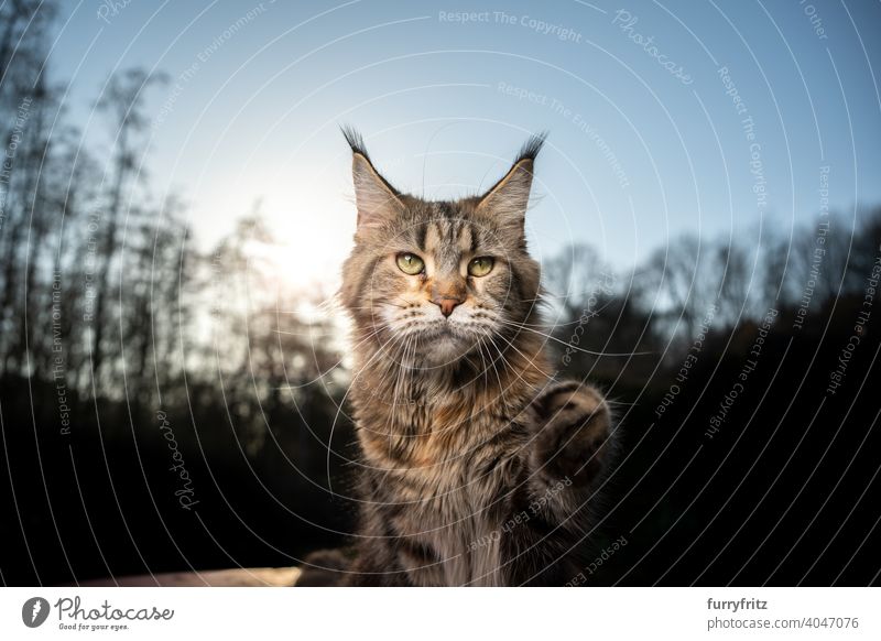 neugierige Maine Coon Katze hebt Pfote im Freien im Wald Rassekatze Haustiere maine coon katze Vorder- oder Hinterhof Garten Langhaarige Katze Ein Tier