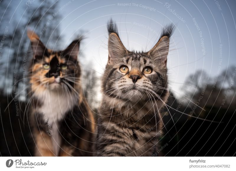 Porträt von zwei Maine Coon Katzen im Freien im Wald Rassekatze Haustiere maine coon katze Vorder- oder Hinterhof Garten Langhaarige Katze baumlinie Natur
