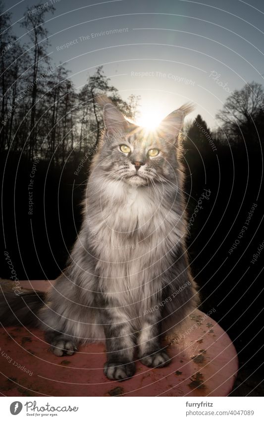 maine Waschbär Katze Porträt im Sonnenuntergang im Freien im Wald Rassekatze Haustiere maine coon katze Vorder- oder Hinterhof Garten Langhaarige Katze Ein Tier