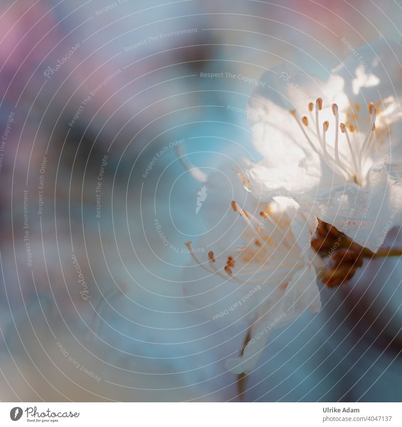 Makro-Blüten der weißen Azaleen mit weichem Hintergrund Unschärfe Licht Hintergrund neutral Freisteller Schwache Tiefenschärfe Makroaufnahme Menschenleer