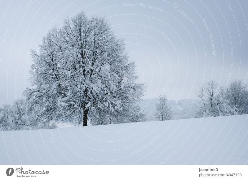 verschneite Winterlandschaft mit Baum Schnee kalt Natur weiß Menschenleer Außenaufnahme Schneelandschaft Winterstimmung bedeckter himmel trübes Wetter Trauer