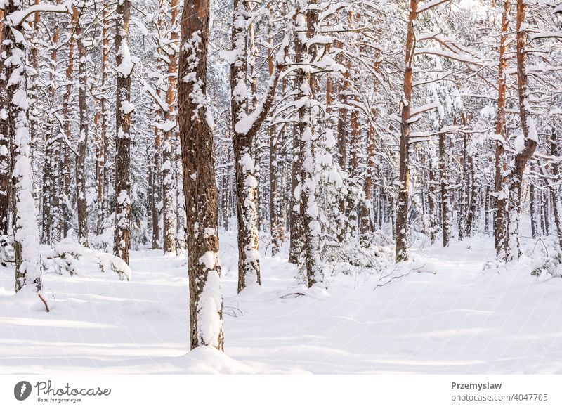 Kiefernwald im Winter (Polen) Wald Baum Pinienwald Schnee kalt Frost weiß Hintergrund Natur im Freien horizontal Tag Licht hell farbenfroh Flora Saison