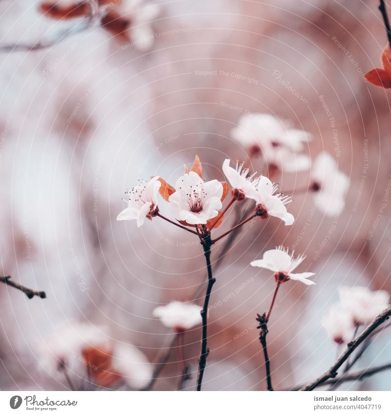 schöne Kirschblüte im Frühling, Sakura Blumen Kirschblüten Sakura-Blüte Sakurabaum rosa Blütenblätter geblümt Flora Natur natürlich dekorativ