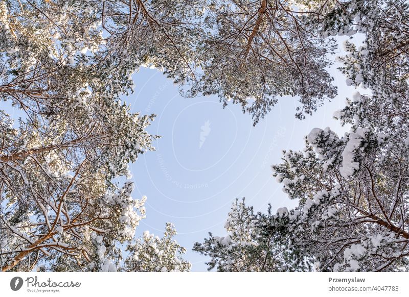 Kiefernwald im Winter (Polen) Wald Natur Schnee kalt Landschaft Baum Pinienwald Flora Saison im Freien Frost weiß niemand