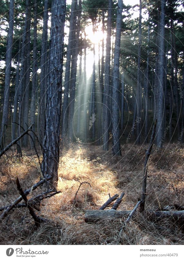 lichtblick Wald Baum Lichteinfall Sonnenstrahlen Unterholz mystisch Gras Berge u. Gebirge