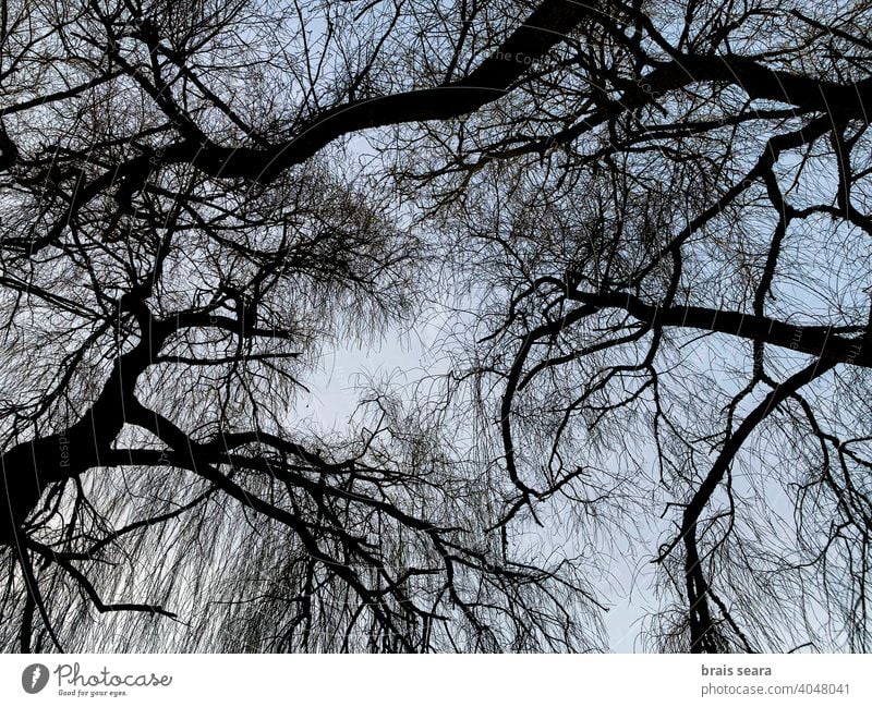Willow Zweige Silhouette gegen den Himmel in der Abenddämmerung Baum Kunst Hintergrund-Abstract Tapete Umwelt Niederlassungen im Freien Holz Muster Park